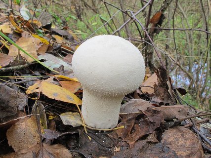 Lycoperdon excipuliforme
