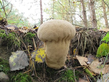 Lycoperdon excipuliforme