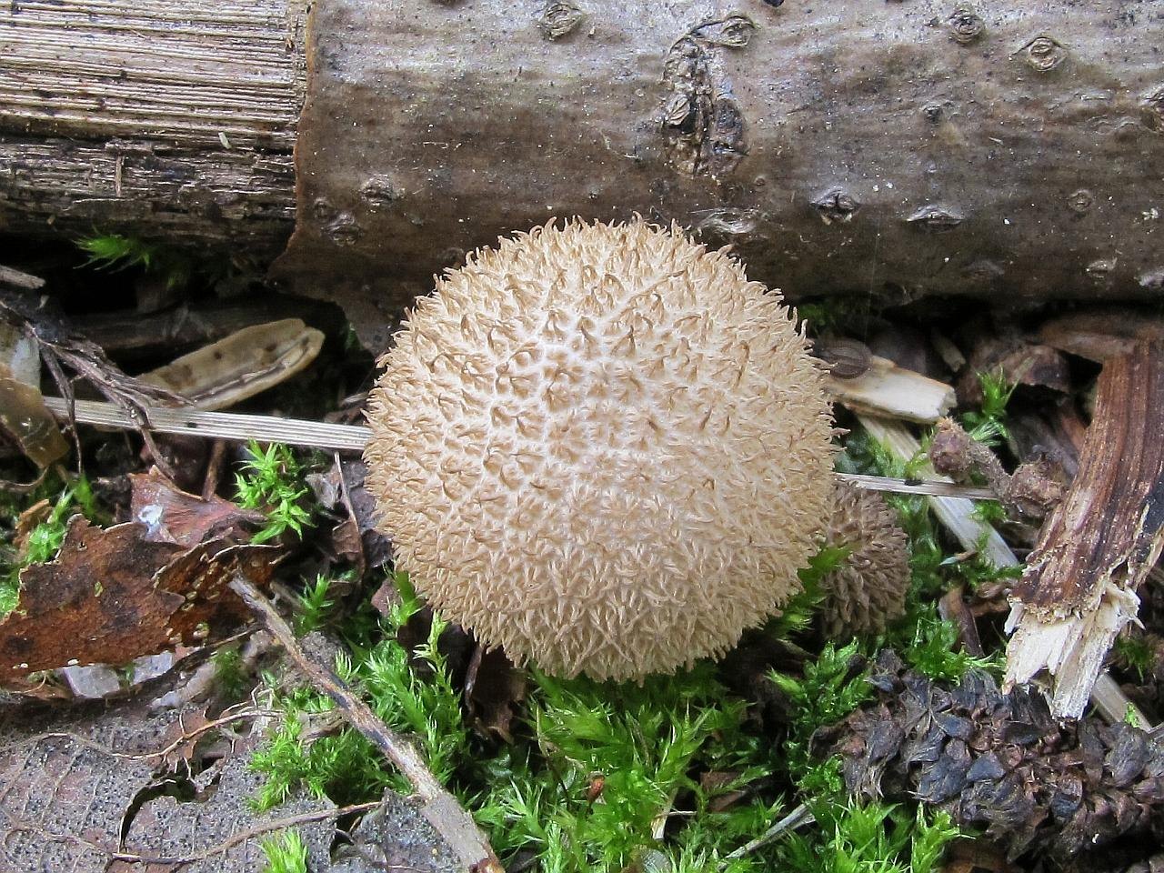 Lycoperdon nigrescens