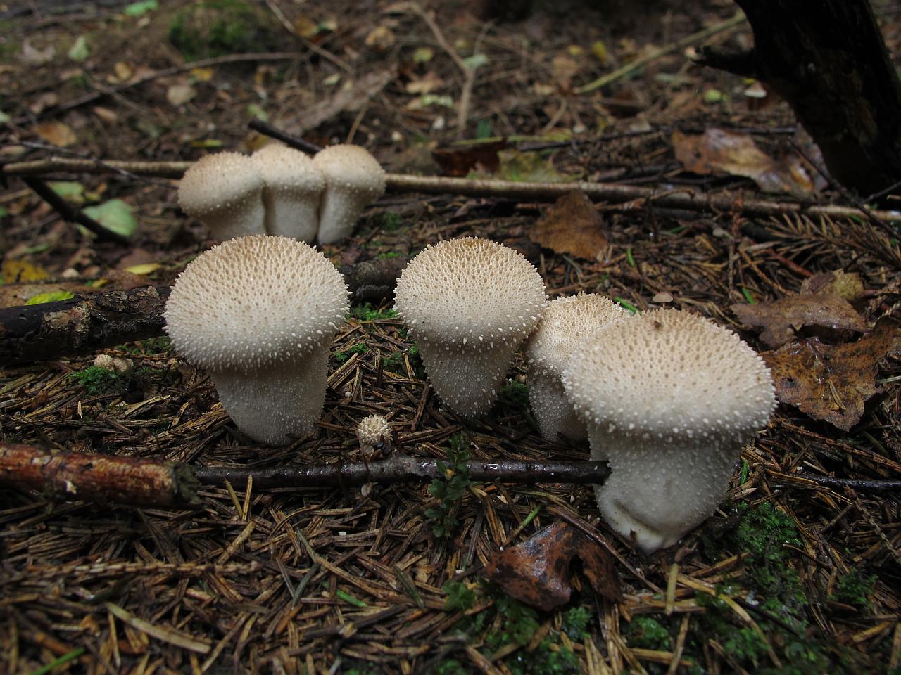 Lycoperdon perlatum