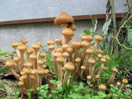Armillaria borealis