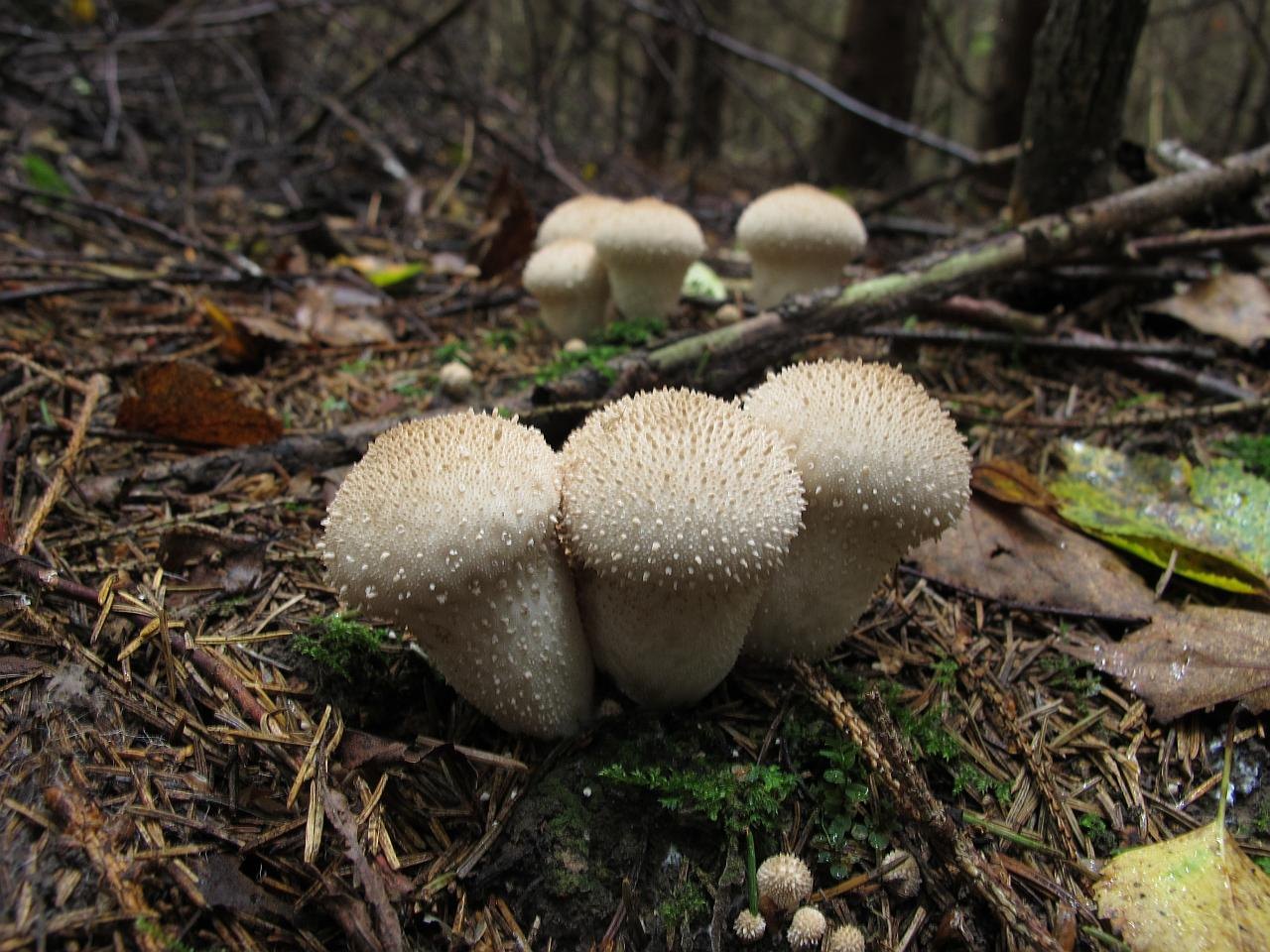 Lycoperdon perlatum