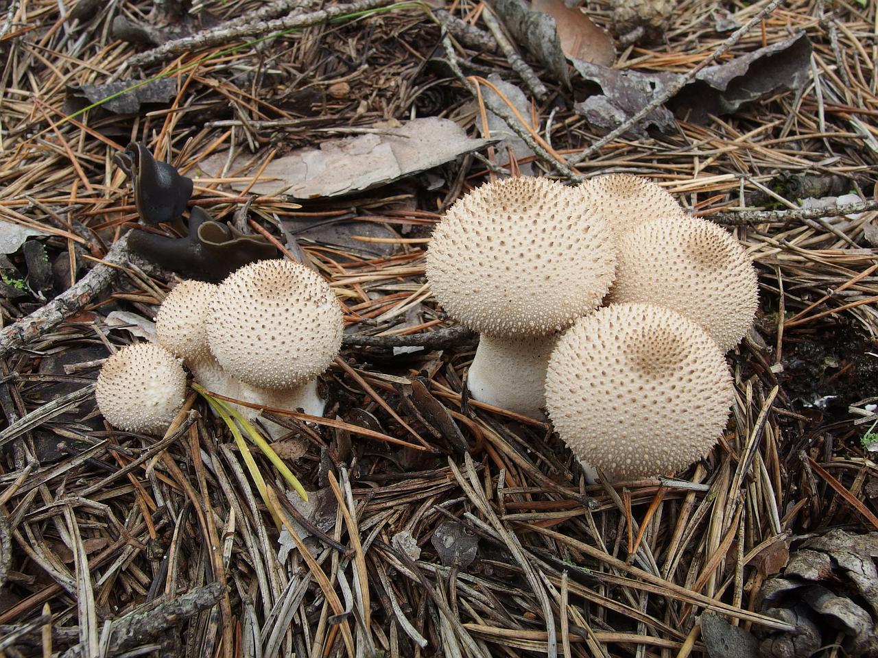 Lycoperdon perlatum