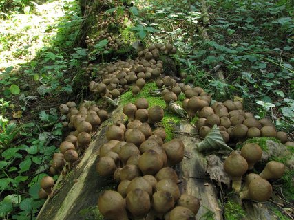 Lycoperdon pyriforme