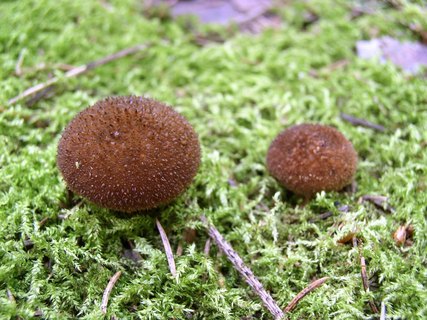 Lycoperdon umbrinum