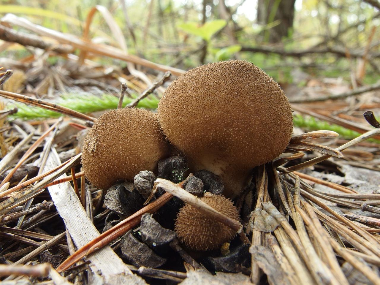 Lycoperdon umbrinum
