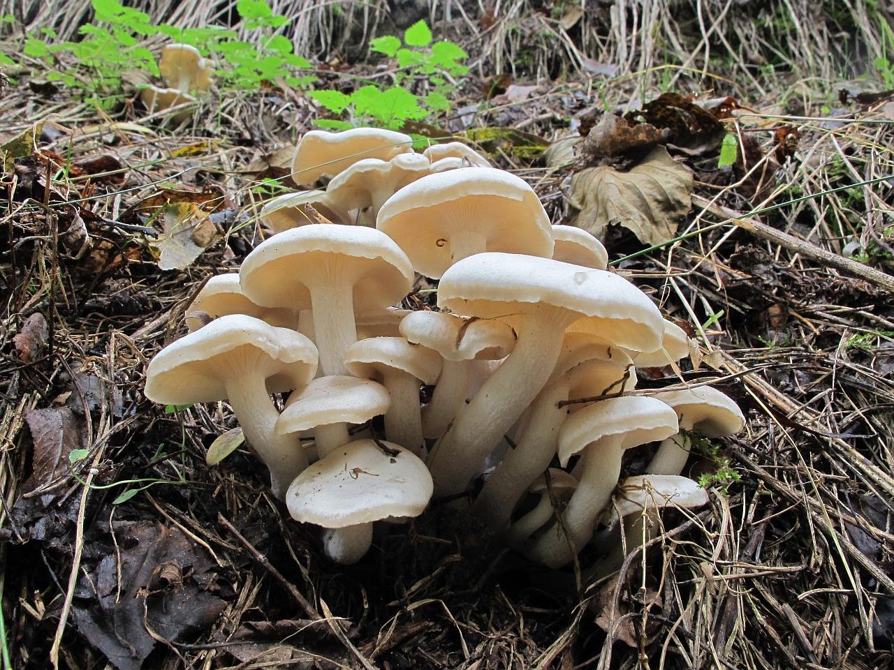 Lyophyllum connatum