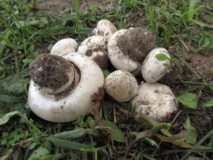 Agaricus bitorquis