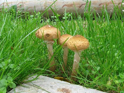 Armillaria borealis