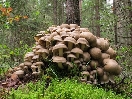 Lyophyllum decastes