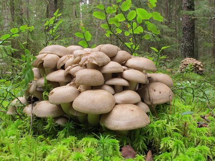 Lyophyllum decastes