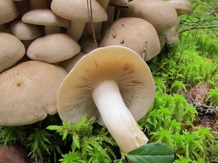 Lyophyllum decastes