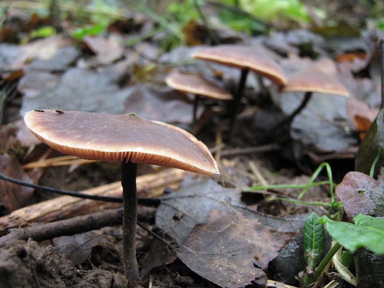Macrocystidia cucumis