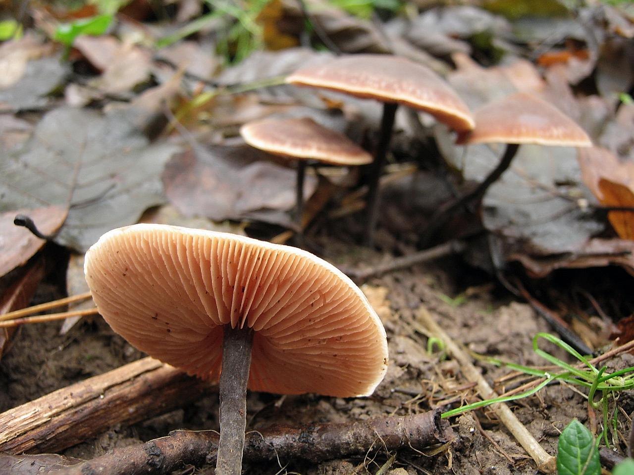 Macrocystidia cucumis