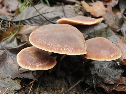 Macrocystidia cucumis
