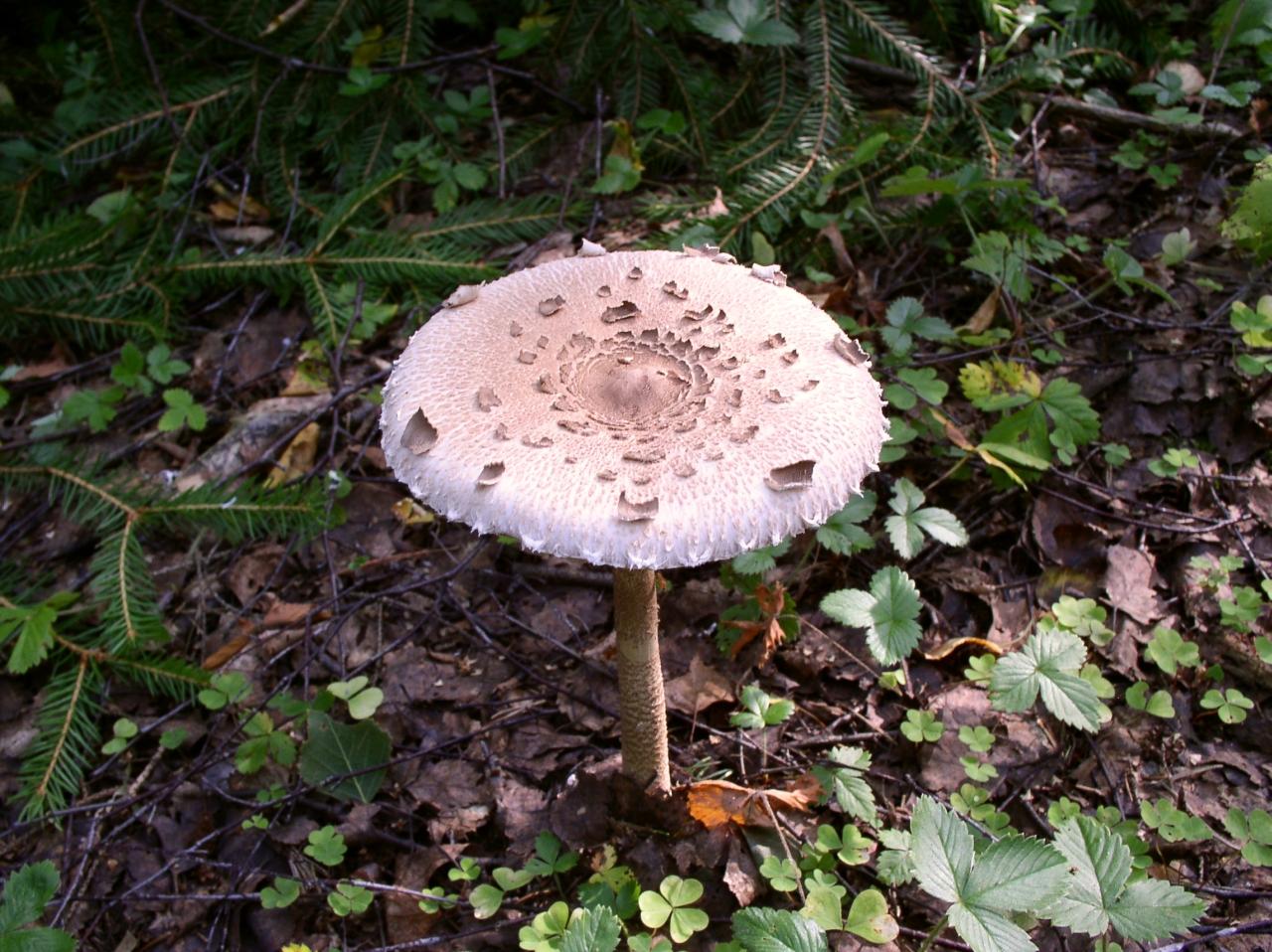 Macrolepiota procera