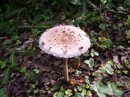Macrolepiota procera