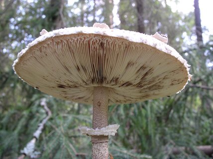 Macrolepiota procera