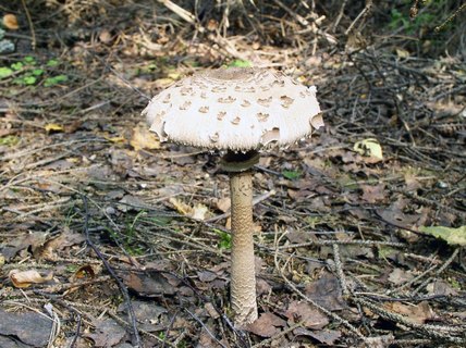Macrolepiota procera