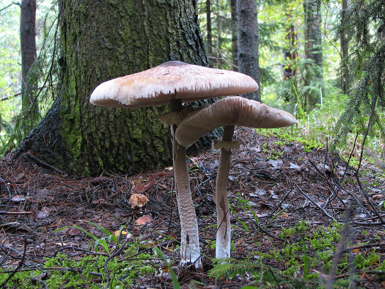 Macrolepiota procera