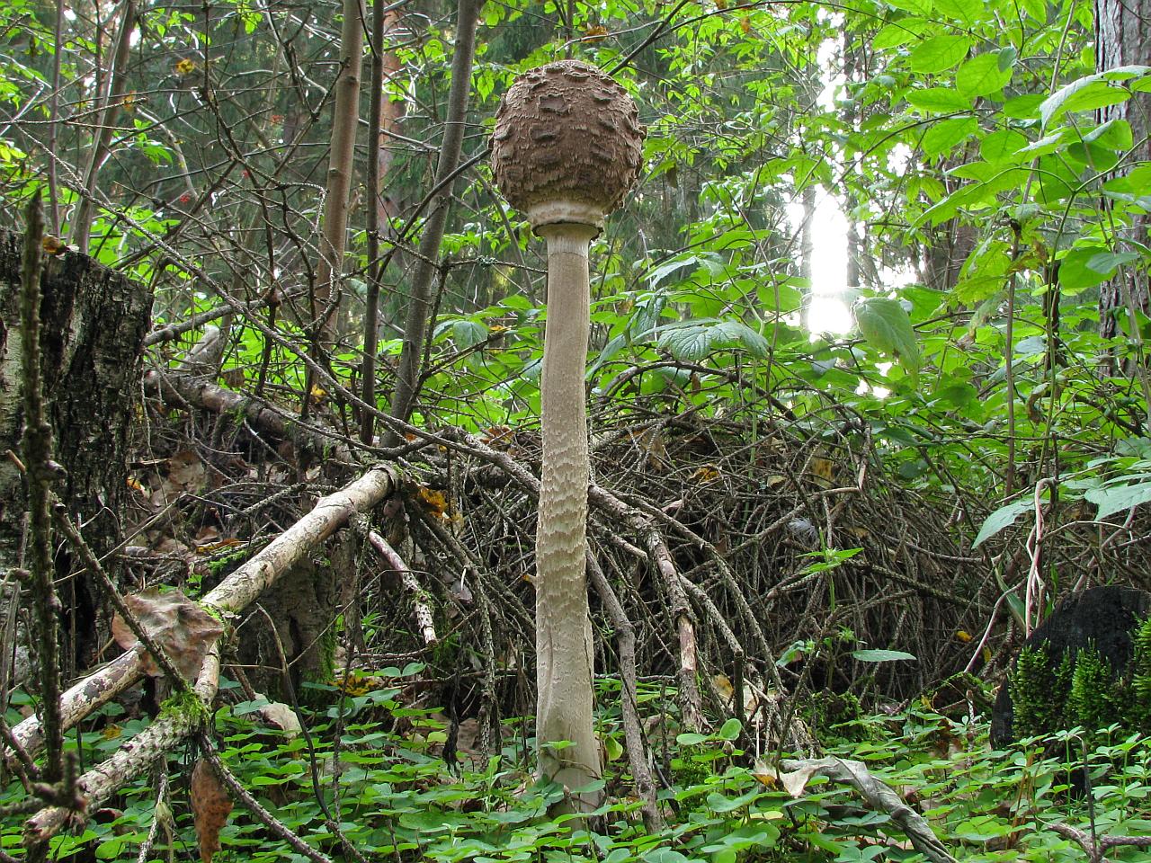 Macrolepiota procera