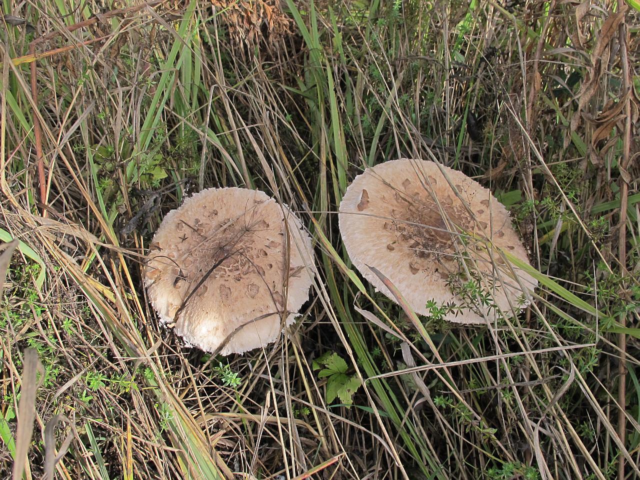 Macrolepiota procera