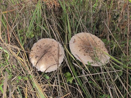 Macrolepiota procera