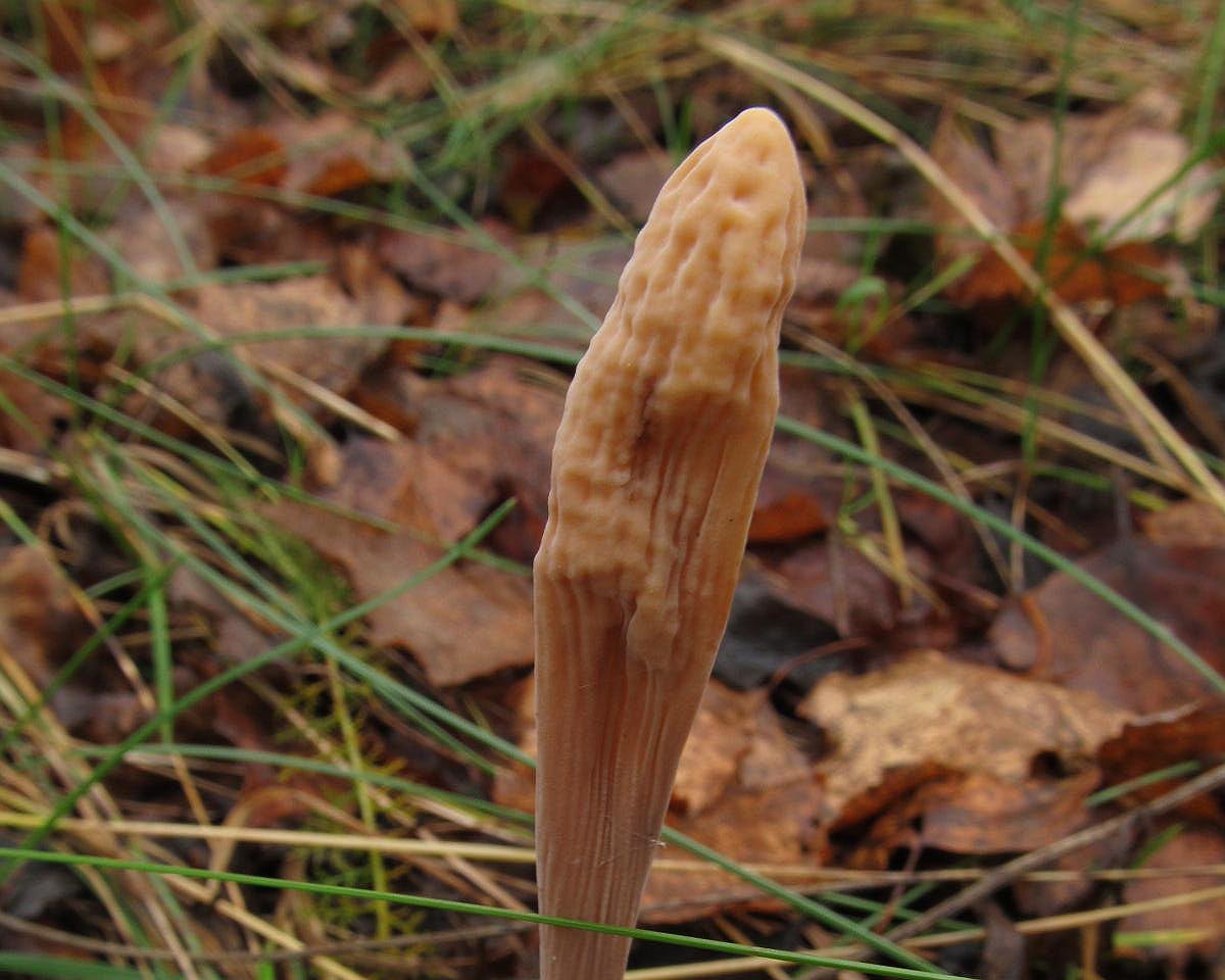 Macrotyphula fistulosa
