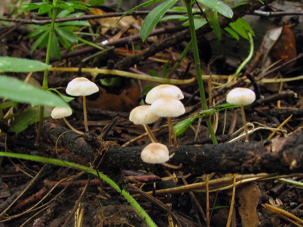 Marasmiellus
