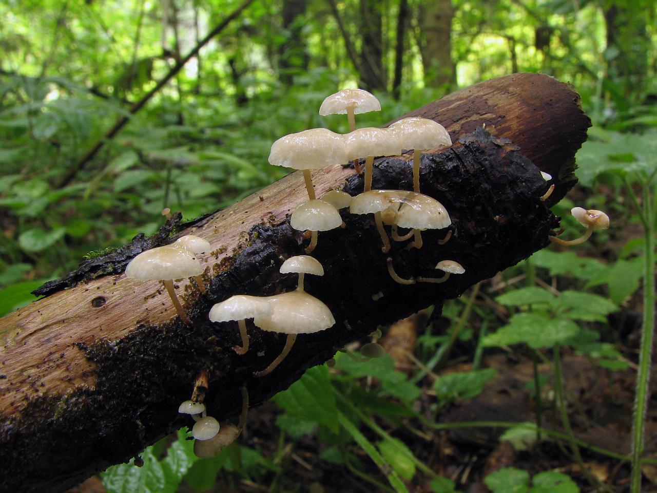 Marasmiellus ramealis