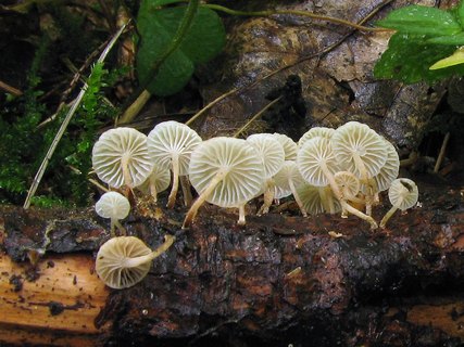 Marasmiellus ramealis