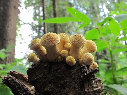 Armillaria borealis