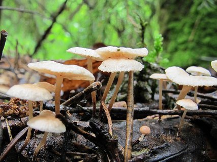 Marasmiellus ramealis