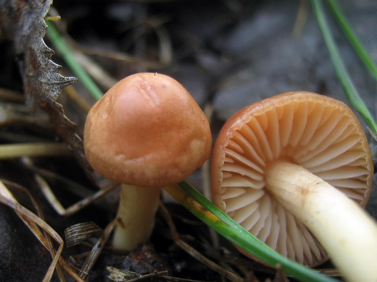 Marasmius