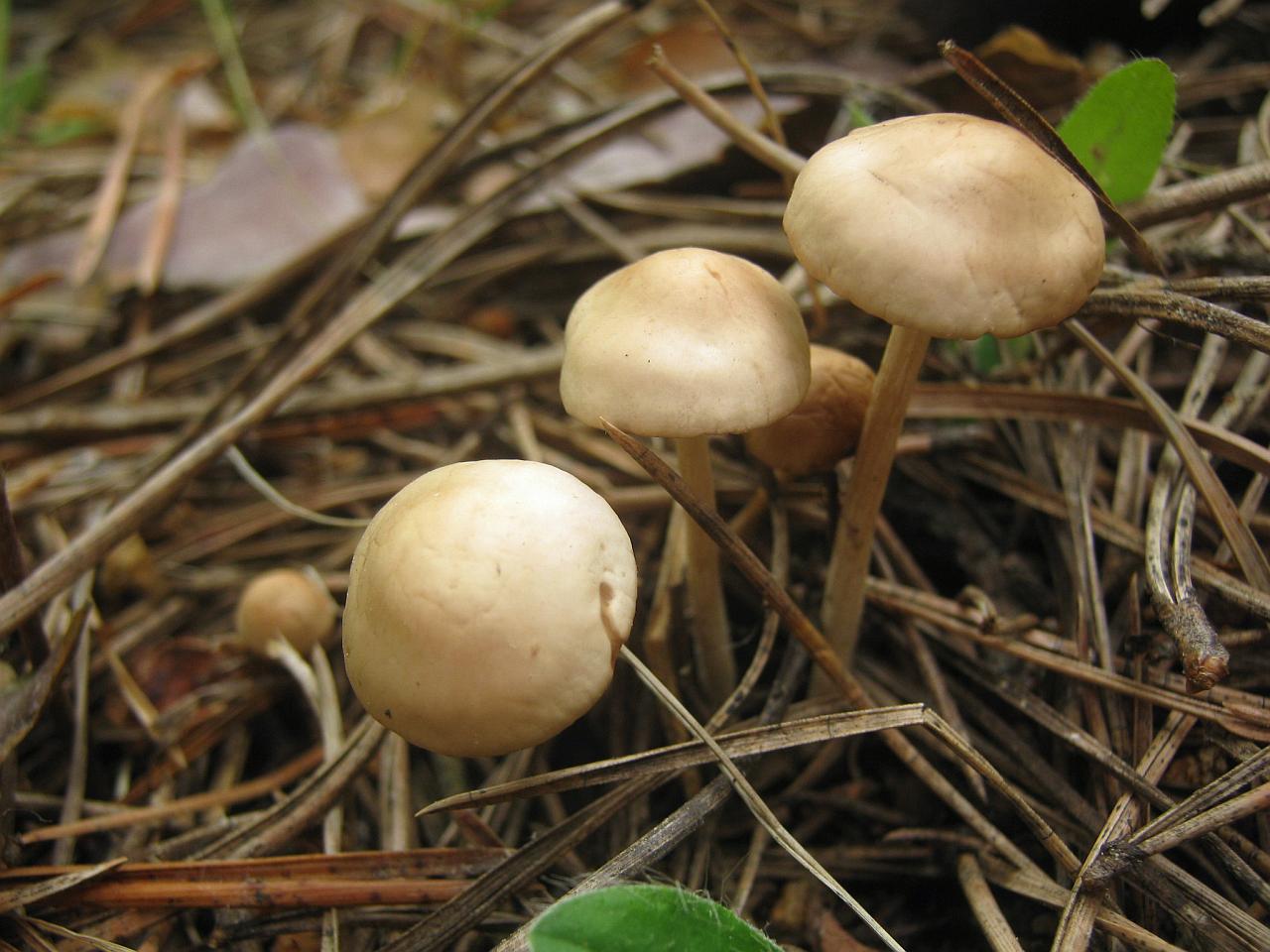 Marasmius oreades