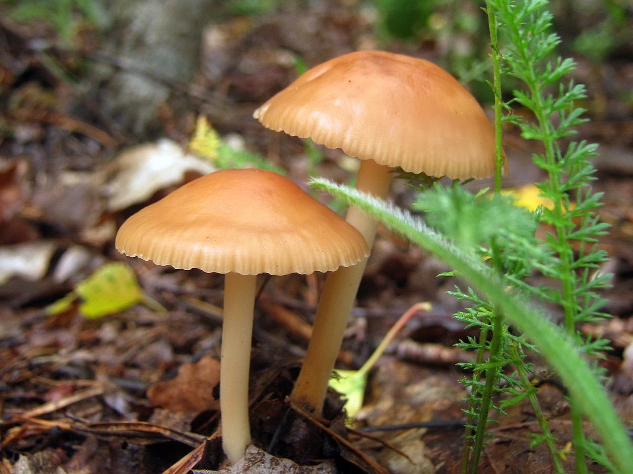 Marasmius oreades