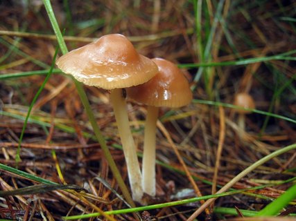 Marasmius oreades