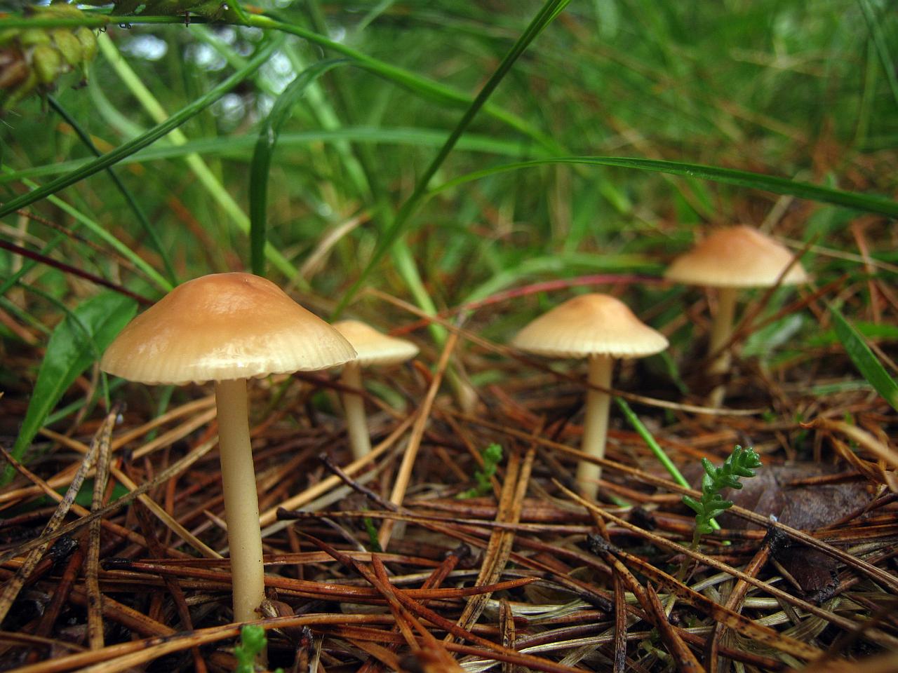 Marasmius oreades
