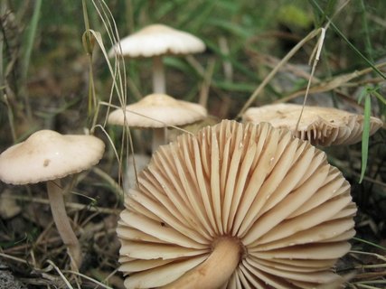 Marasmius oreades