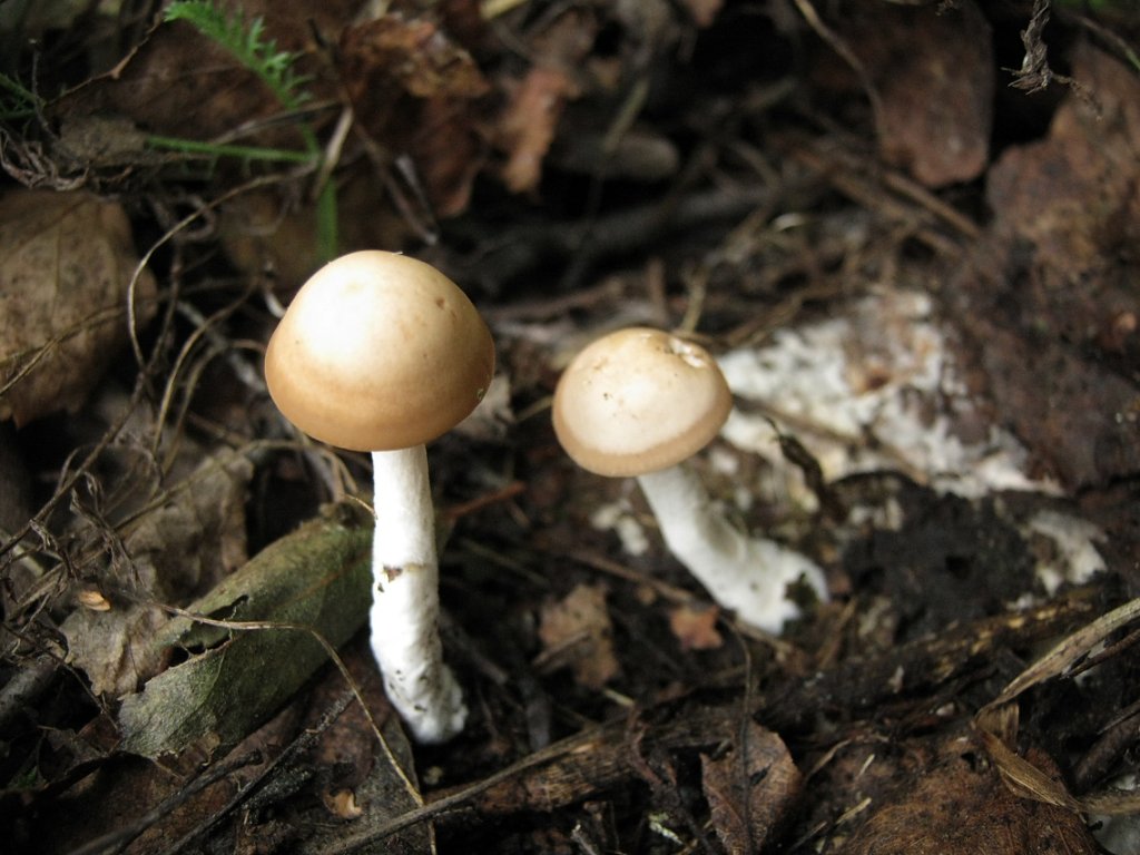 Marasmius oreades
