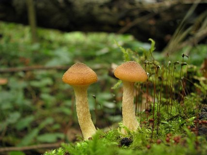 Armillaria cepistipes