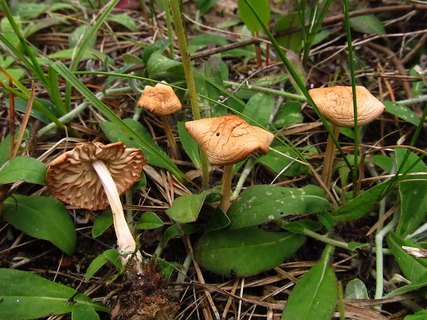 Marasmius oreades