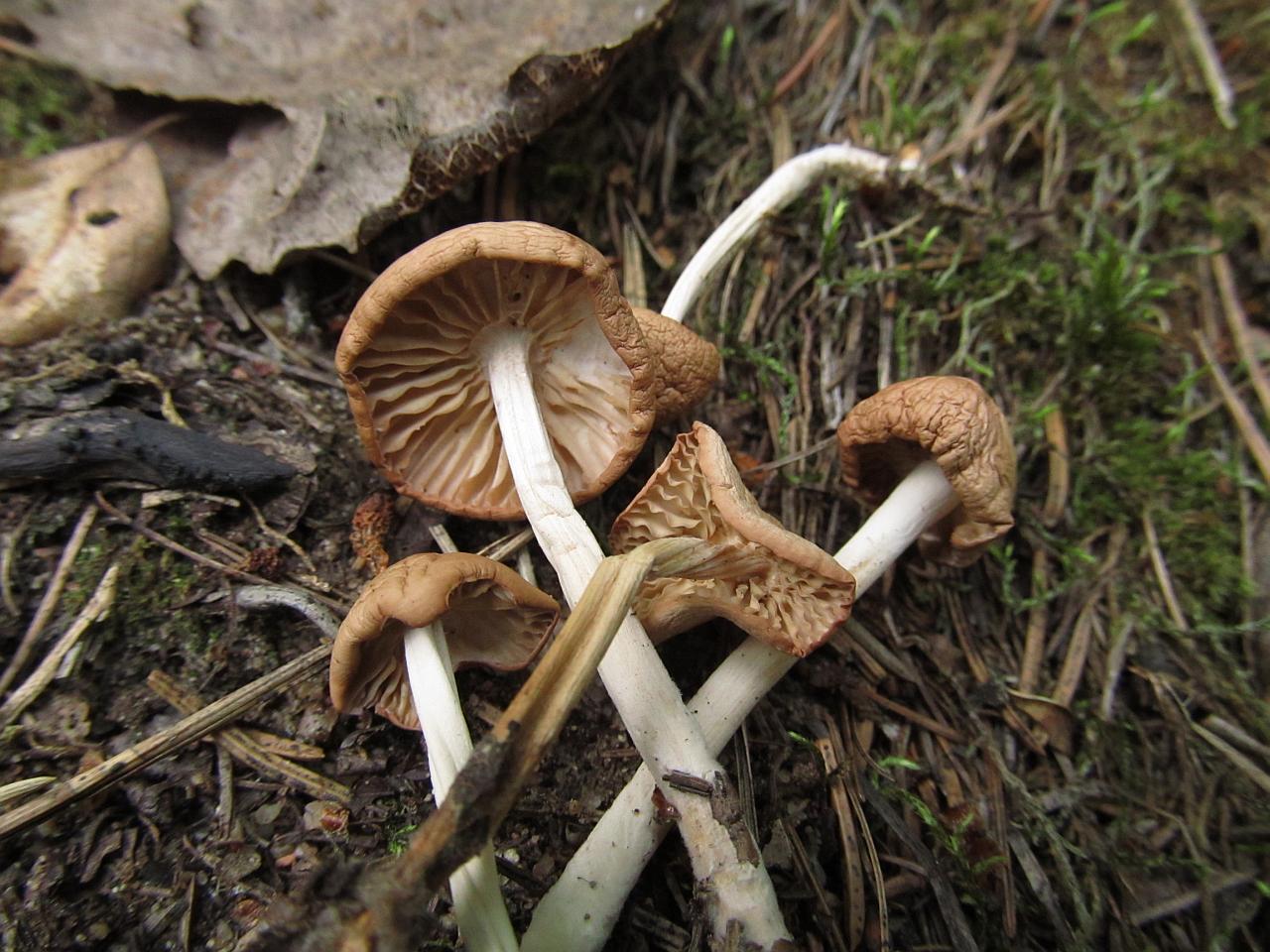 Marasmius oreades