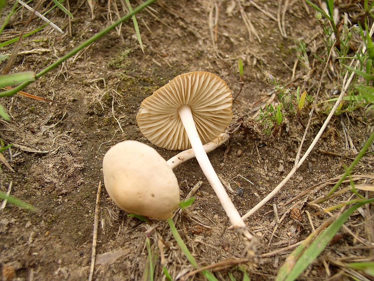 Marasmius oreades