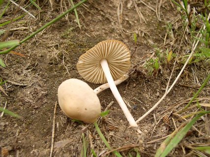 Marasmius oreades