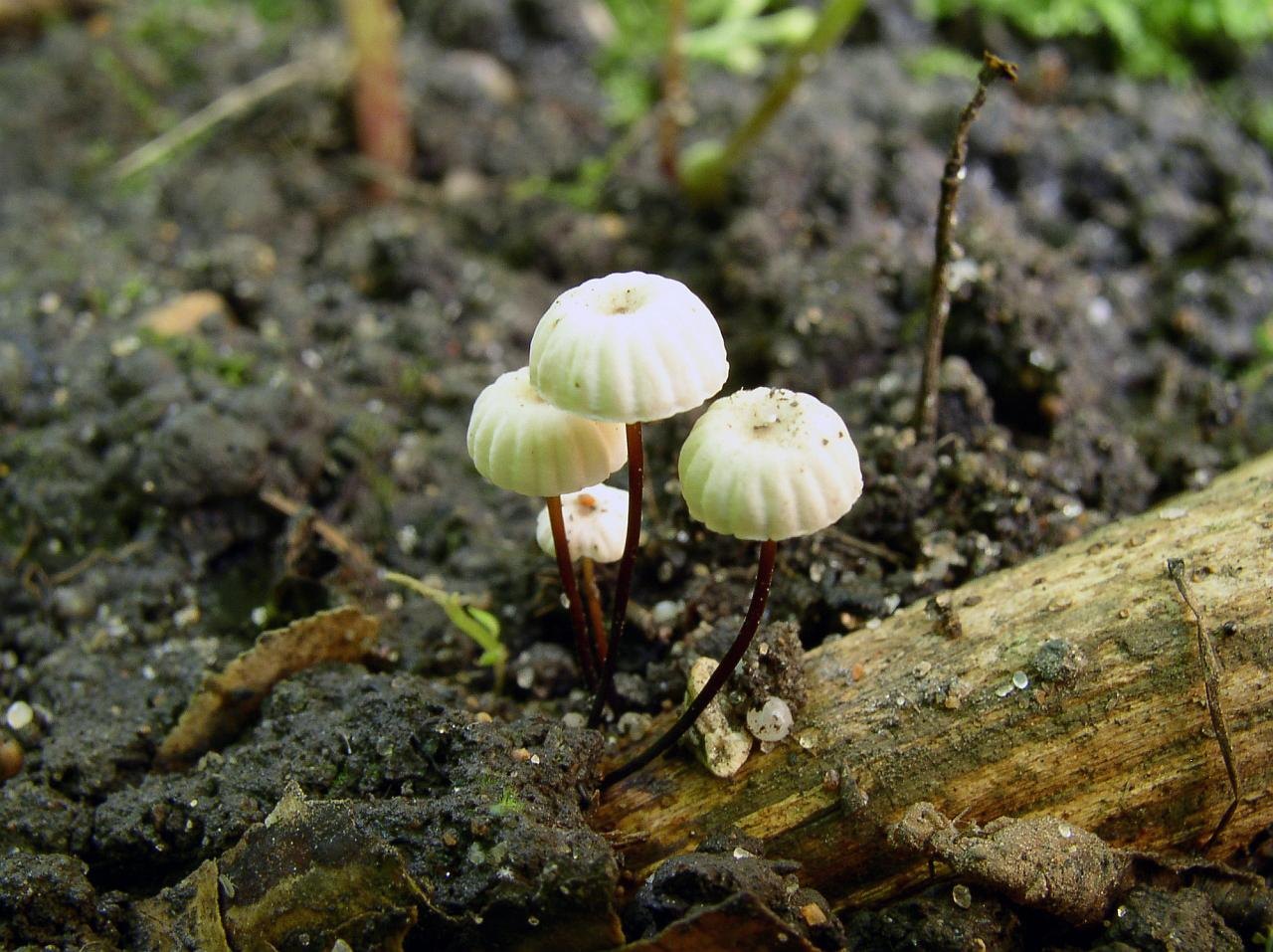 Marasmius rotula