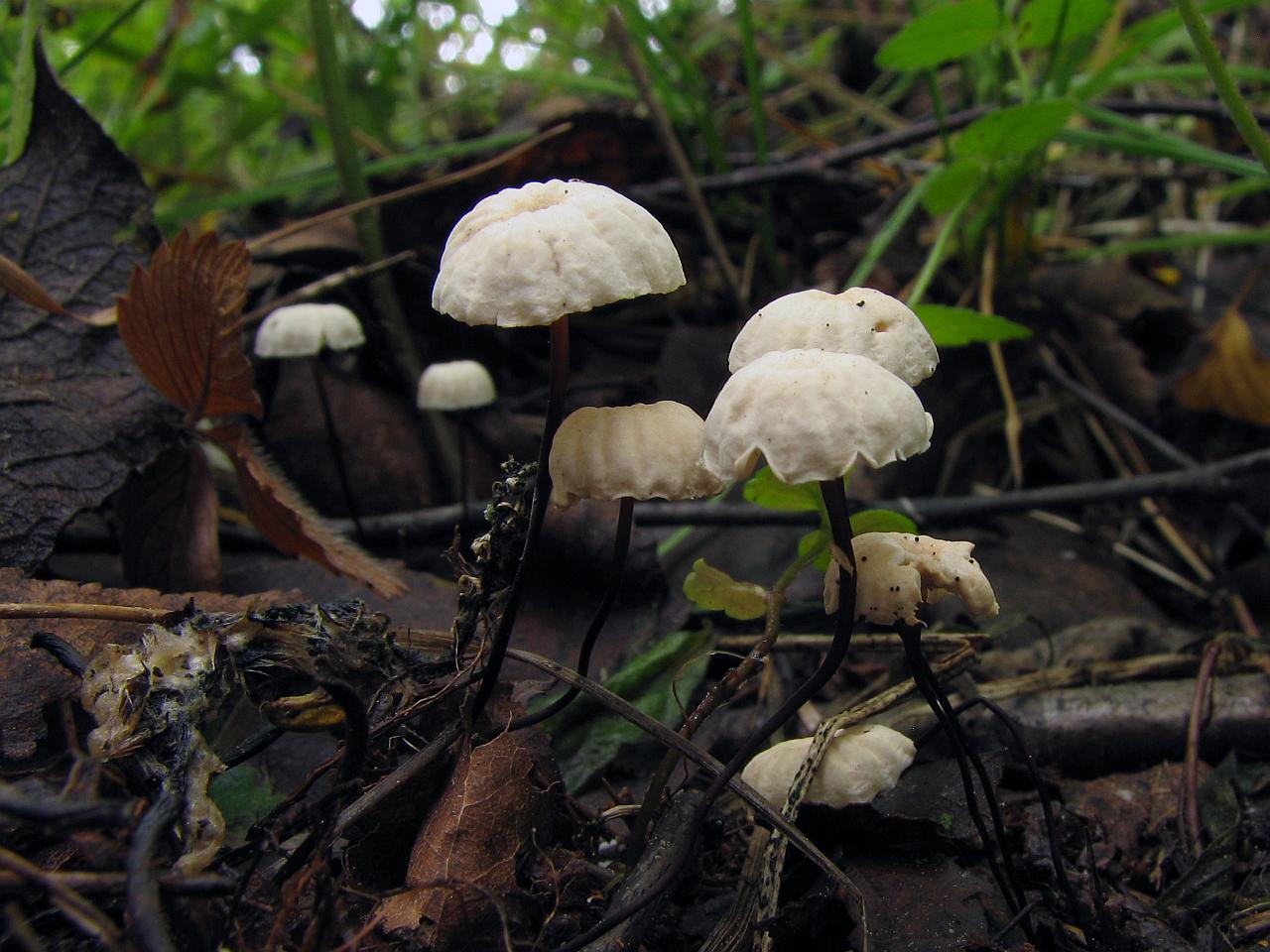 Marasmius rotula
