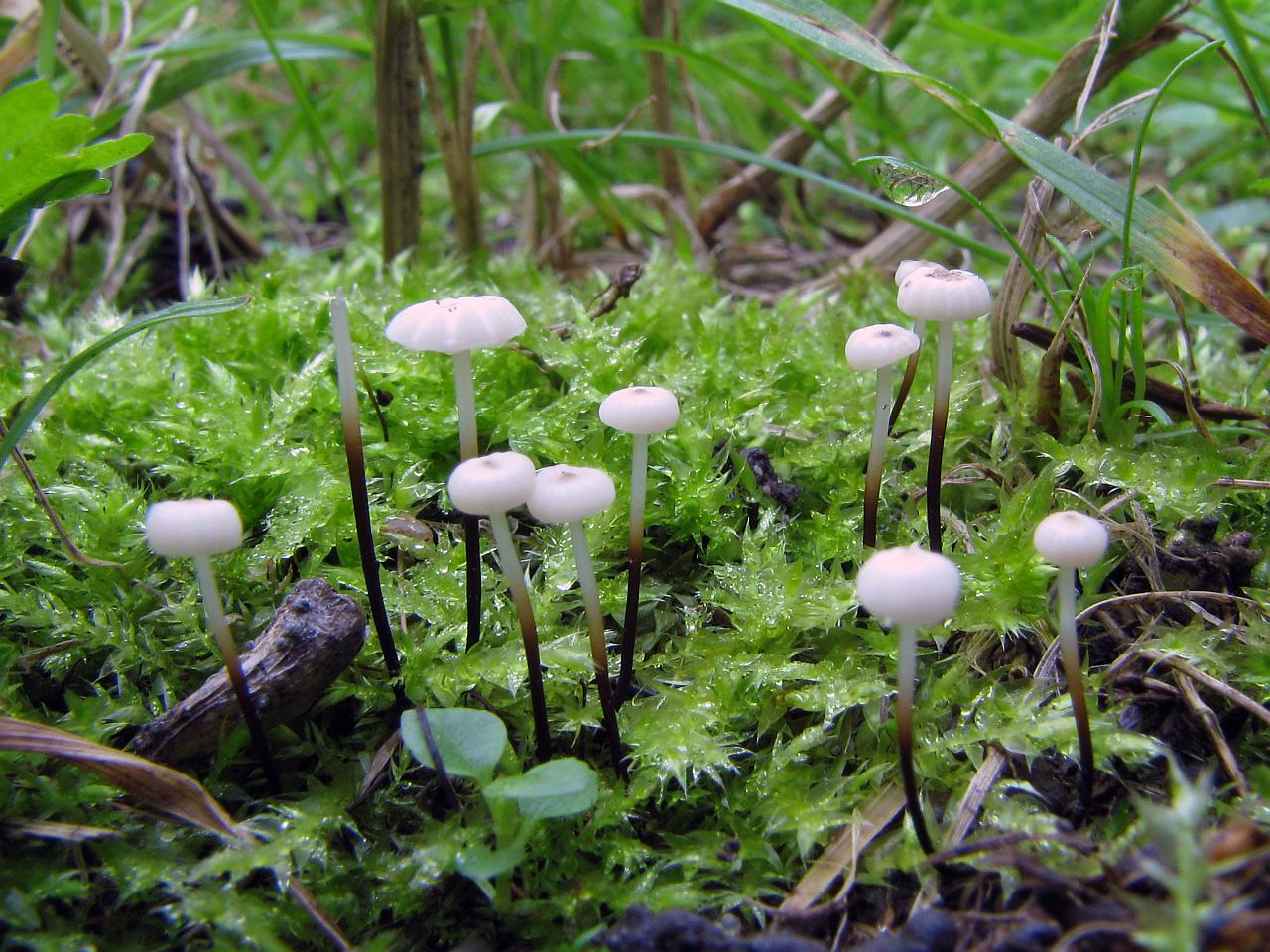 Marasmius rotula