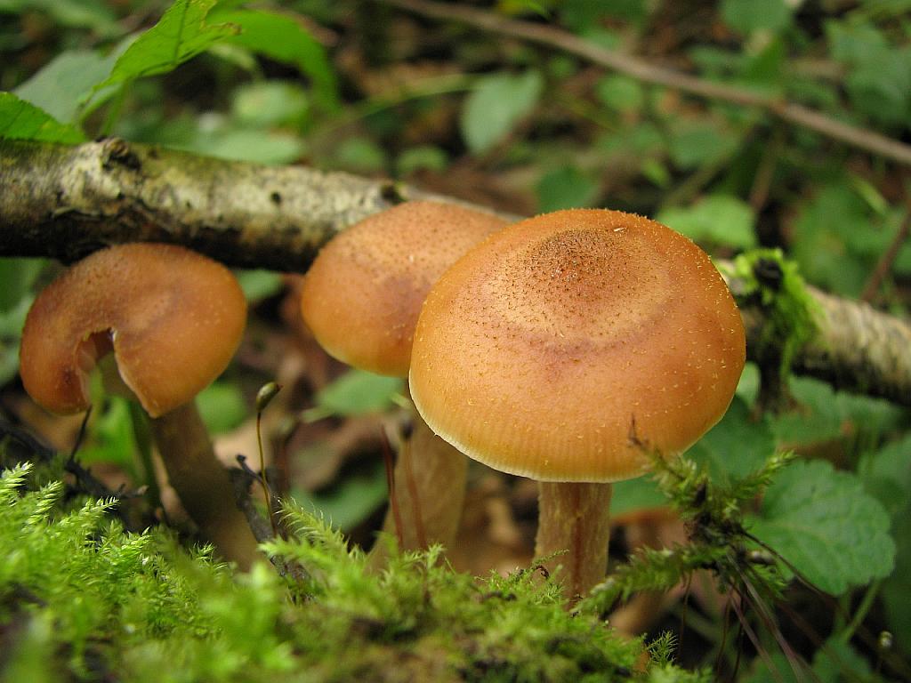 Armillaria cepistipes
