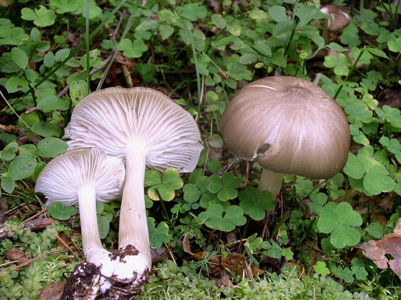 Megacollybia